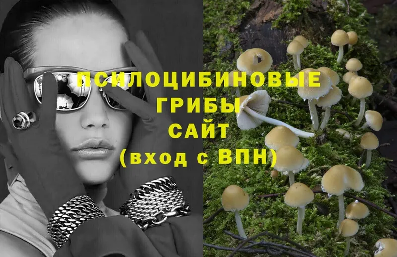 Псилоцибиновые грибы MAGIC MUSHROOMS  купить закладку  ОМГ ОМГ рабочий сайт  Канаш 